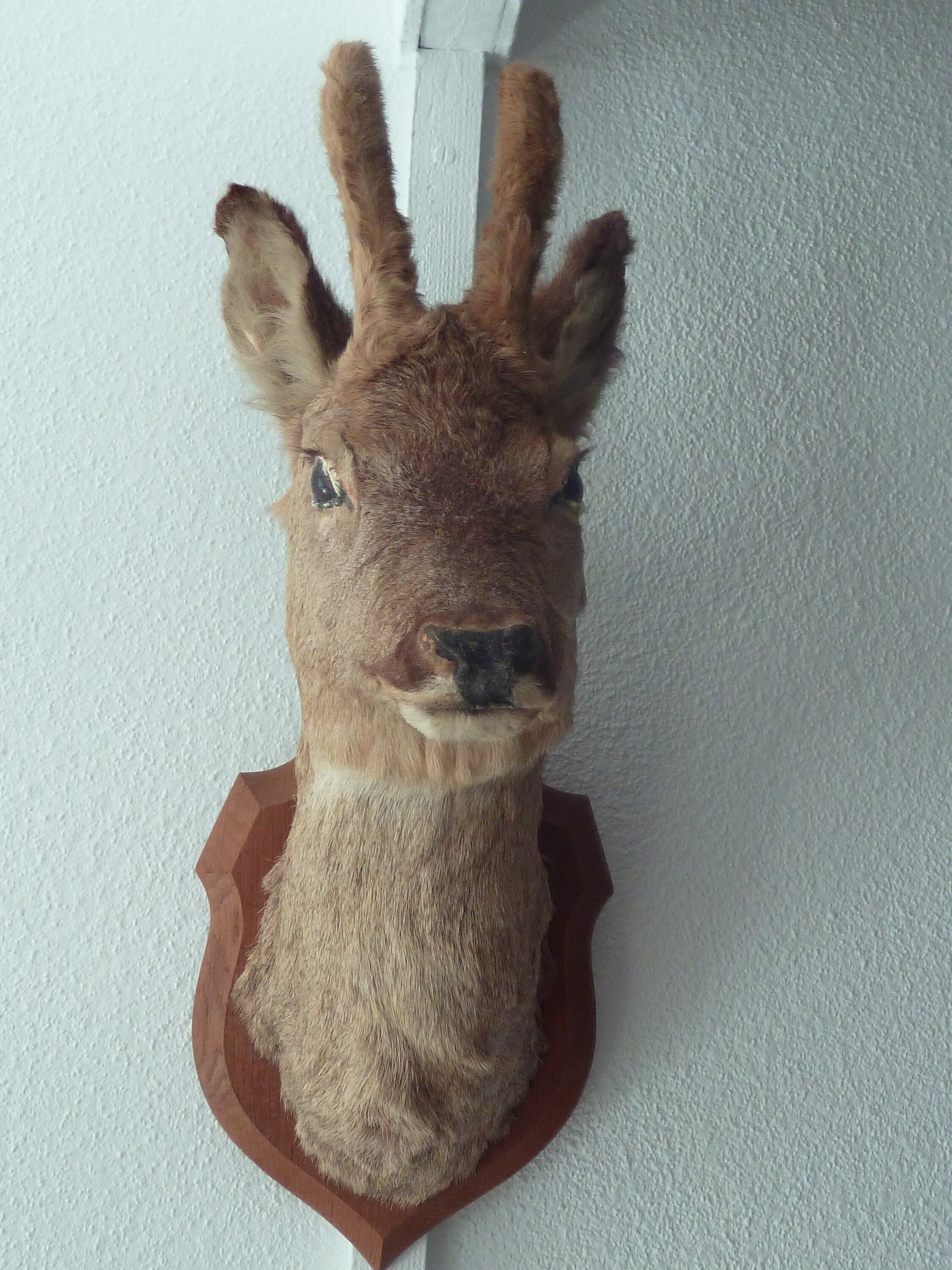Vintage Deer's Head Baby Deer Stuffed Taxidermy Mount French Country House Curiosity-Decor for wall-Vintage French taxidermy-Hunting trophy