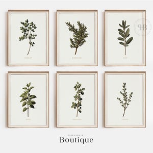 Set von sechs Kräuterillustrationen, klassische botanische Wandkunst, rustikale Küchendeko im Vintage-Stil, Petersilie, Rosmarin, Salbei, Thymian, No.563