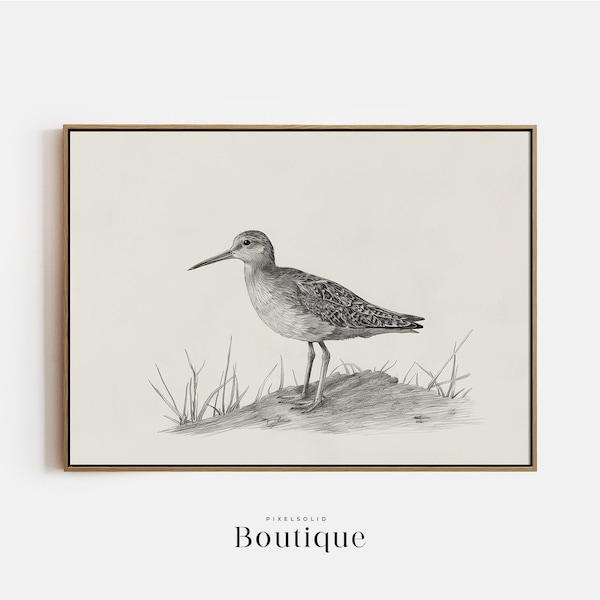 Sandpiper Sketch, Neutral Bird Illustration Print, Coastal Bird Decor, Nautical Bird Drawing, Bird Art Print, Digital Download, No.381