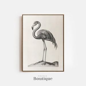 Flamingo Etching, Neutral Bird Illustration Print, Costal Farmhouse Wall Decor, Old Bird Etching, Minimalist Bird Print, No.385