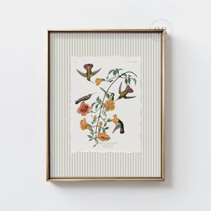 Art mural botanique colibri imprimable, illustration de la Nature oiseau floral, téléchargement numérique impression style oiseau vintage, décoration de chalet, n°823