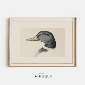 Digital Download Mallard Duck Illustration Wall Art Print, Rustic Nature-Inspired Decor in Vintage Style, No.622