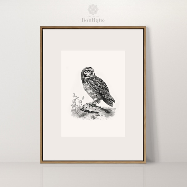 Old-fashioned Burrowing Owl, Antique Art, Soft Decor For Rustic Farmhouse, Minimalist Fine Art for Bedroom, Black and White Etching, No.098