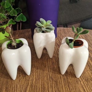 Tooth Shape Plant Pot, Cute Teeth Planter, Dentist Gift Ideas, Tooth Decoration, Dental Office Decor, Dentist Office Pen Holder, Ceramic