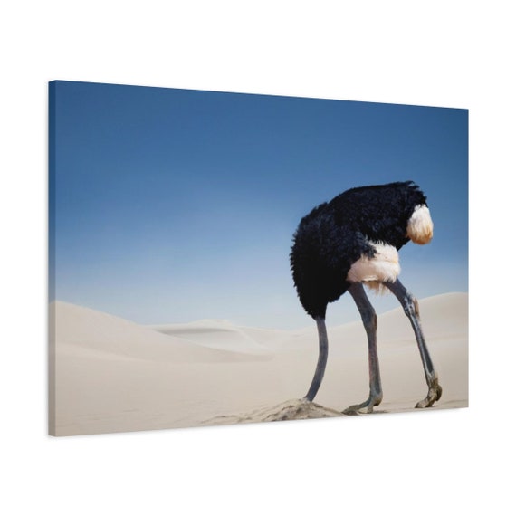 Ostrich Burying Head in the Sand Wild Animal Canvas Wall Art - Etsy Ostrich Burying Head in the Sand Wild Animal Canvas Wall Art - Etsy