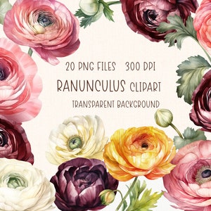 Ranunculus Clipart | Watercolor Flower Illustration PNG