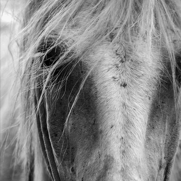 Camargue Pferd - sofort herunterladbare Kunstfotografie