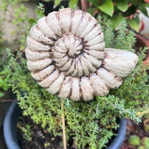 Könnte beinhalten: Cremefarbenes, spiralförmiges Gartenornament, das einem versteinerten Ammoniten ähnelt. Das dekorative Stück befindet sich in einem Topf mit grünen Pflanzen und schafft eine naturalistische Darstellung. Das Ornament besteht aus einem haltbaren Material.