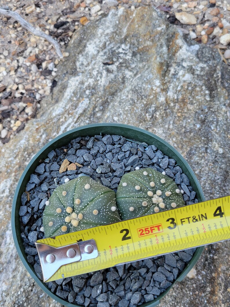 astrophytum asterias