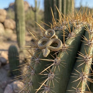Può includere: Un anello in metallo color oro a forma di serpente avvolto con una superficie testurizzata simile a squame. Il serpente è raffigurato in una posizione circolare a riposo con la testa leggermente sollevata, mostrando dettagli intricati su tutto il corpo.
