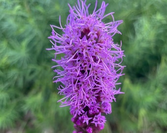 3 Amazing Blazing Star Plants (Liatris spicata), aka Gayfeather and Marsh Blazingstar, for late spring to summer blooms!! Pollinator fave!