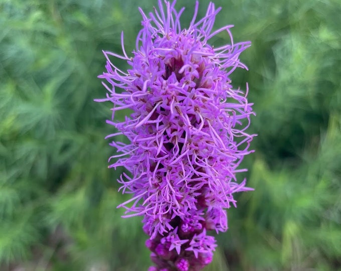 3 Amazing Blazing Star Plants (Liatris spicata), aka Gayfeather and Marsh Blazingstar, for late spring to summer blooms!! Pollinator fave!