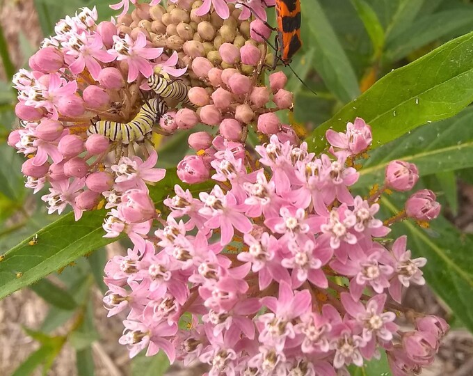 Swamp Milkweed (Asclepias incarnata) Help save the Monarchs!! 3 Potted Plants