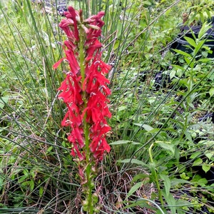 May include: A vibrant red cardinal flower stands tall, its blossoms clustered along a green stem. The flower's petals are a deep, rich red. The background features green foliage and grasses, creating a natural, outdoor scene.