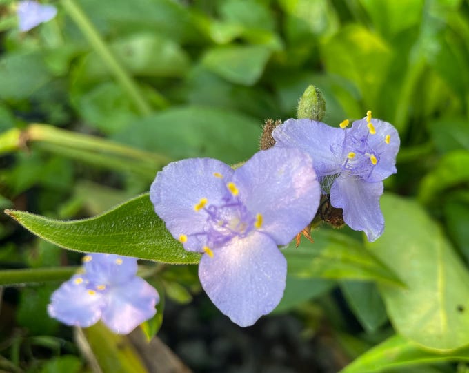 Ohio Spiderwort (Tradescantia ohiensis), tough, long-blooming perennial workhorse for sun to shade!! Three 3.5" Potted Plants