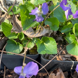 May include: Close-up of a tray of violet plants with vibrant purple flowers and heart-shaped green leaves. The plants are in small black pots, surrounded by dried leaves and twigs. The image captures the natural beauty of the violets.