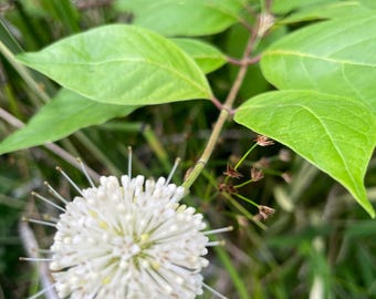 Buttonbush Shrub (Cephalanthus occidentalis) Versatile Pollinator favorite!! 3.5" Potted Liner