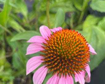 Purple Coneflower (Echinacea purpurea), the most Popular Native Plant perennial in the U.S.!! Easy & beautiful! 3 plants in 3.5" Deep Pots.