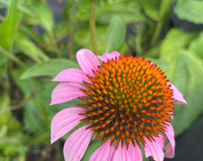 Purple Coneflower (Echinacea purpurea), the most Popular Native Plant perennial in the U.S.!! Easy & beautiful! 3 plants in 3.5" Deep Pots.