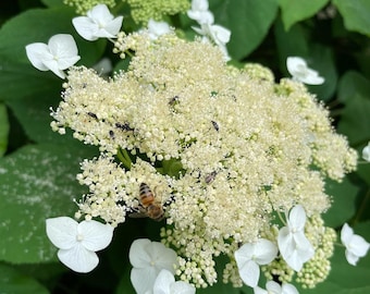Smooth Lacecap Hydrangea (Hydrangea arborescens), Beautiful Native Pollinator Magnet for Shade!! 3.5" Deep Pot