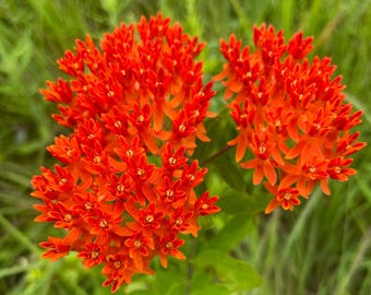 Butterfly Milkweed - 3 Potted Plants (Asclepias tuberosa) Monarch Butterflies will love you for it!!