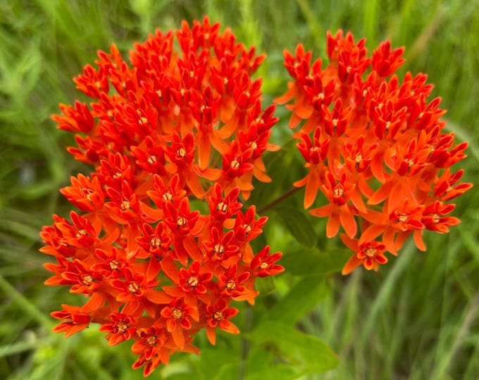 Butterfly Milkweed - 3 Potted Plants (Asclepias tuberosa) Monarch Butterflies will love you for it!!