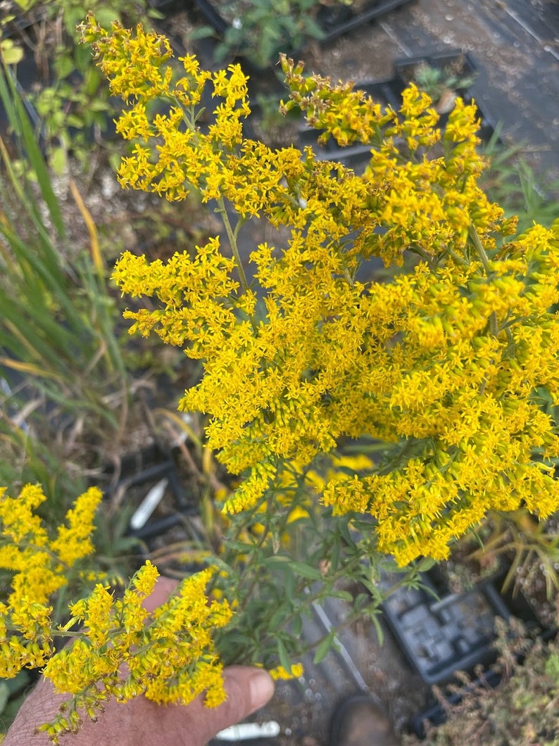 Sunny Goldenrod solidago Spp. US Native Plant & Keystone Species for ...