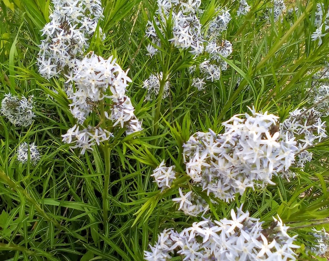 3 Threadleaf Bluestars in 2.5" pots (aka Arkansas Bluestar) Amsonia hubrichtii, US Native Perennial, Swallowtail Butterfly Favorite!!