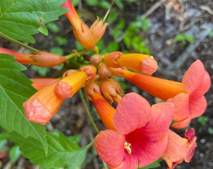 Hummingbird Vine / Trumpet Creeper (Campsis radicans)!! Grow this beautiful and tough-as-nails hummingbird and pollinator magnet!! 3.5" pot