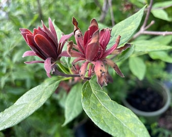 Carolina Allspice, Sweetshrub (Calycanthus floridus) Fragrant, highly-adaptable shrub in 3.5" Deep Pot!