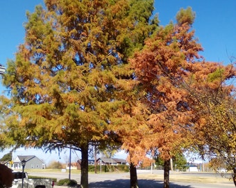 Baldcypress Bareroot Tree Seedling 36-48" (Taxodium distichum) 1 y.o. US Native Plant