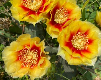 Eastern Prickly Pear Cactus, Beautiful yellow and red flowering cacti for the eastern U.S. Winter hardy all the way to Ontario!! 3 BR Pads
