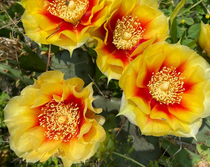 Eastern Prickly Pear Cactus, Beautiful yellow and red flowering cacti for the eastern U.S. Winter hardy all the way to Ontario!! 3 BR Pads