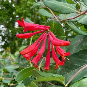 May include: Close-up of vibrant red honeysuckle flowers with long, tubular petals and yellow stamens. The flowers are clustered together, surrounded by green leaves and stems. The background is blurred, suggesting a natural outdoor setting.