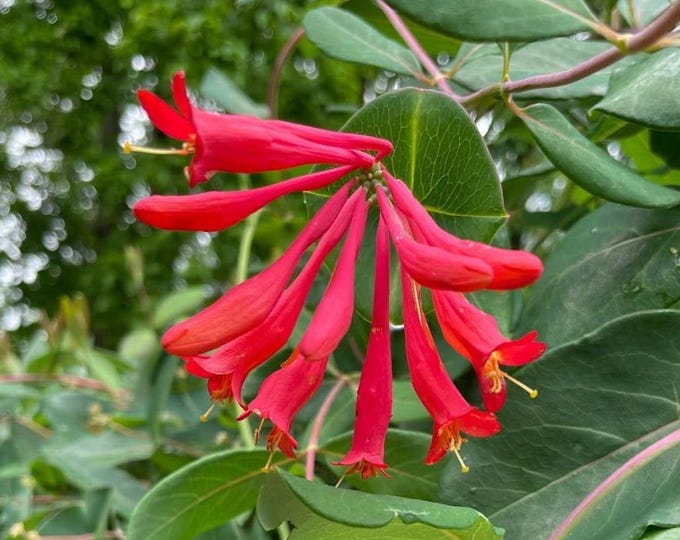 Gorgeous Coral Red Honeysuckle in 3.5" Deep Pot (Lonicera sempervirens) Hummingbird Favorite, US Native Plant!!
