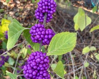 The American Beautyberry Shrub is a Showstopper for your Fall Landscape!! Beautiful, Easy to grow with Large Purple berries! Trade quart pot