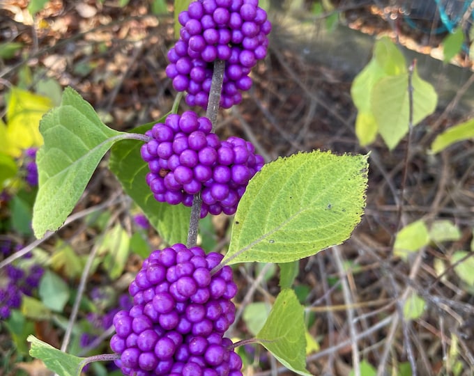 The American Beautyberry Shrub is a Showstopper for your Fall Landscape!! Beautiful, Easy to grow with Large Purple berries! Trade quart pot