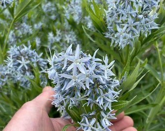 Beautiful and Rugged Eastern Bluestar (Amsonia tabernaemontana)!! Long lived Pollinator favorite. Three 2.5" Potted Plants for sunny areas!!
