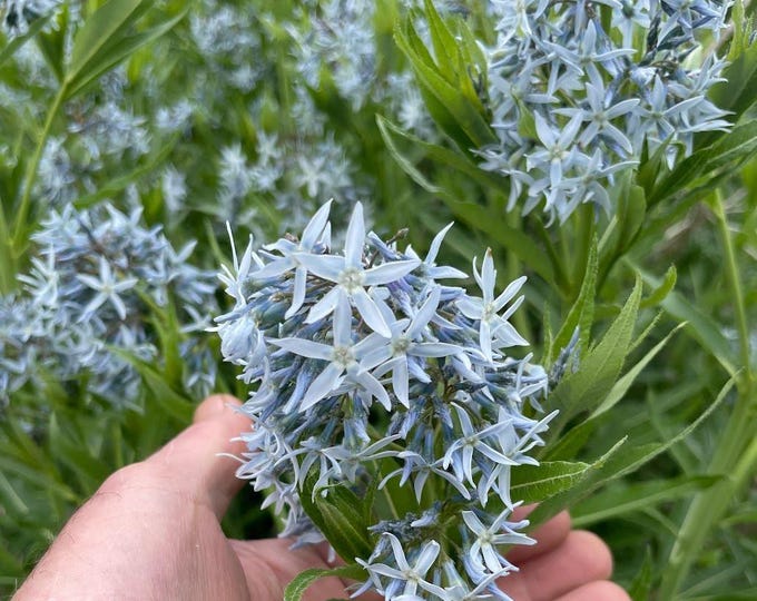 Beautiful and Rugged Eastern Bluestar (Amsonia tabernaemontana)!! Long lived Pollinator favorite. Three 2.5" Potted Plants for sunny areas!!