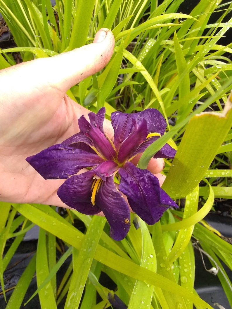 Stunning Louisiana Iris 'black Gamecock' Grows in Sun to Shade, Avg to ...