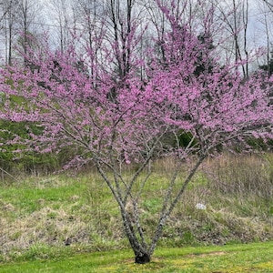 Eastern Redbud Tree 12-24&quot; Seedling (Cercis canadensis) Early blooming US Native tree, Great choice for smaller yards!! 3.5”pot