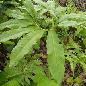 May include: A close-up of a large, green, leafy plant with a thick stem. The plant is growing in a garden setting, surrounded by other plants and foliage.