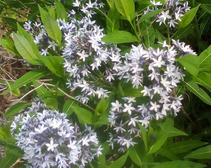 Ozark Bluestar (Amsonia illustris) Prolific and Easy Wildflower, early nectar source for Pollinators!! 3 plants in 3.5" pots!!