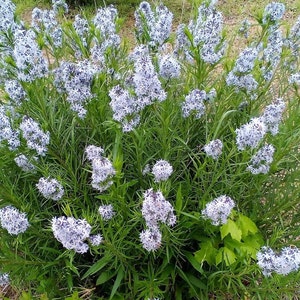 May include: A lush bush of light blue flowers with green foliage. The flowers are clustered in dense, rounded shapes, creating a full and vibrant display. The image is taken outdoors.