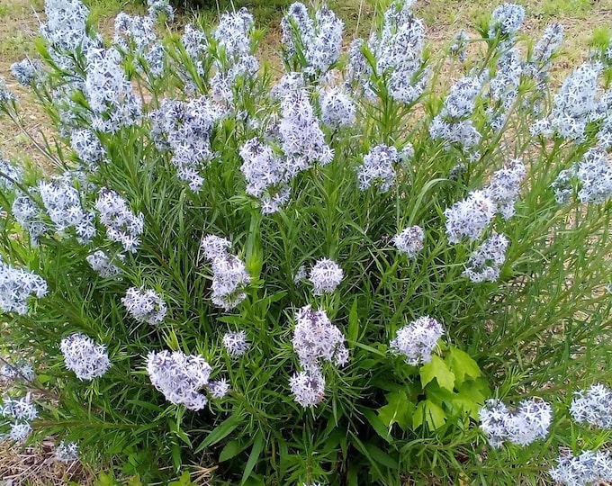 3 Threadleaf Bluestars in 3.5" Pots (aka Arkansas Bluestar) Amsonia hubrichtii, US Native Perennial, Swallowtail Butterfly Favorite!!