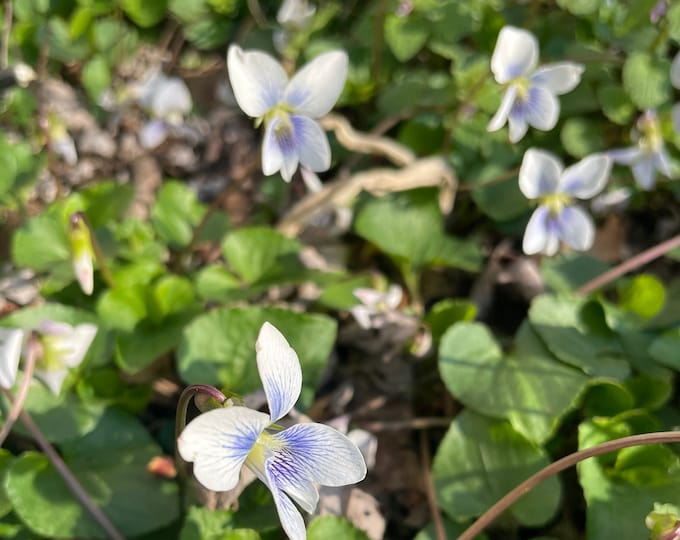 3 potted Confederate Violets (Viola sororia f. priceana) !! US Native Plant and Spreading Groundcover for shade!! 3.5” Pots