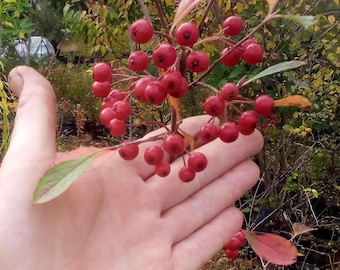 Beautiful Red Chokeberry Shrub (Aronia arbutifolia) 3.5" pot. White spring blooms, showy fall color, and red berries in winter!!