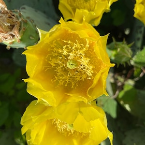 May include: Close-up of bright yellow cactus flowers in full bloom. The flowers have multiple layers of petals and a detailed center with yellow stamens. Green cactus pads and foliage are visible in the background.