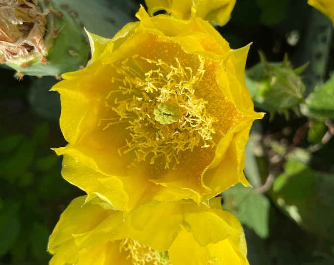 3 Spineless Prickly Pear Cactus Pads (Opuntia cacanapa 'Ellisiana') Beautiful and Cold-Hardy Native Cactus for the Eastern US! Easy to Grow!