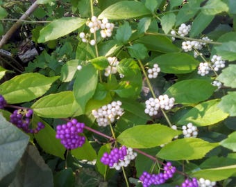 Rare White American Beautyberry Shrub!! Great smaller shrub for sun to shade that lights up in fall with large white berries!! 3.5" Deep Pot